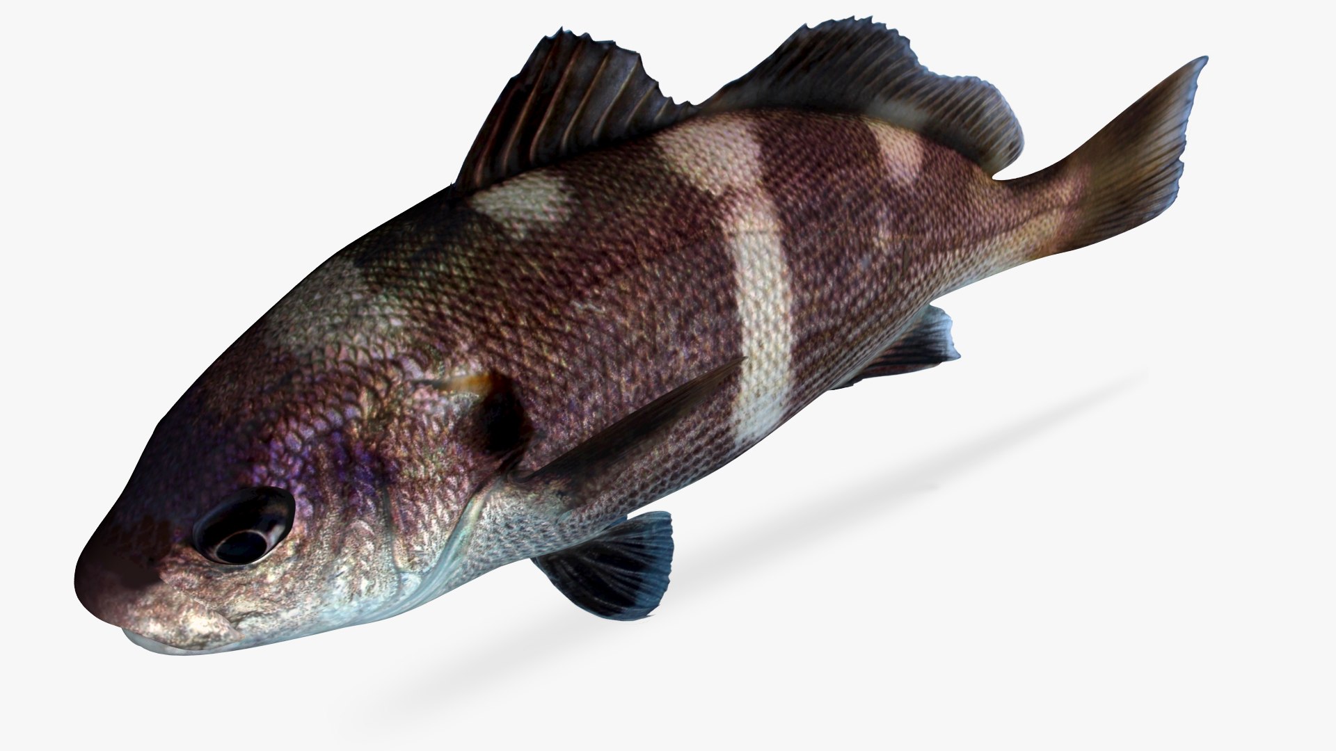 Black Croaker 3D Model - TurboSquid 1744614
