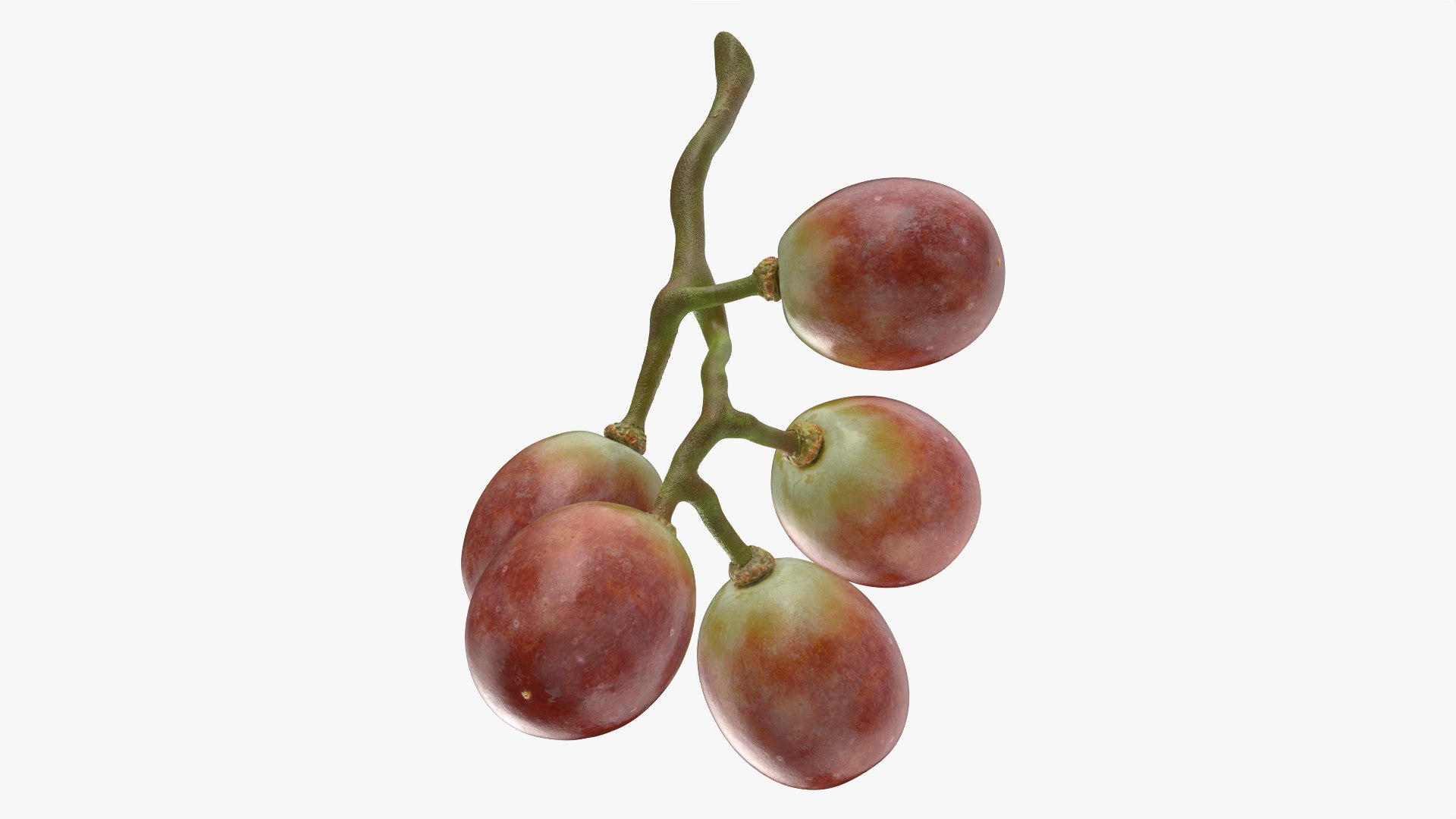 Small Bunch Grapes Collection 3D model https://p.turbosquid.com/ts-thumb/Ya/eB9xOD/X9/smbunchgrape1_0009/png/1779821870/1920x1080/fit_q87/12ecf387a80417ac0e7d75d1b26021a6a3397f05/smbunchgrape1_0009.jpg