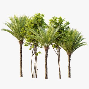 AV Phoenix Dactylifera Date Jurassic Palm Tree and Ash Maple Tree 3D model