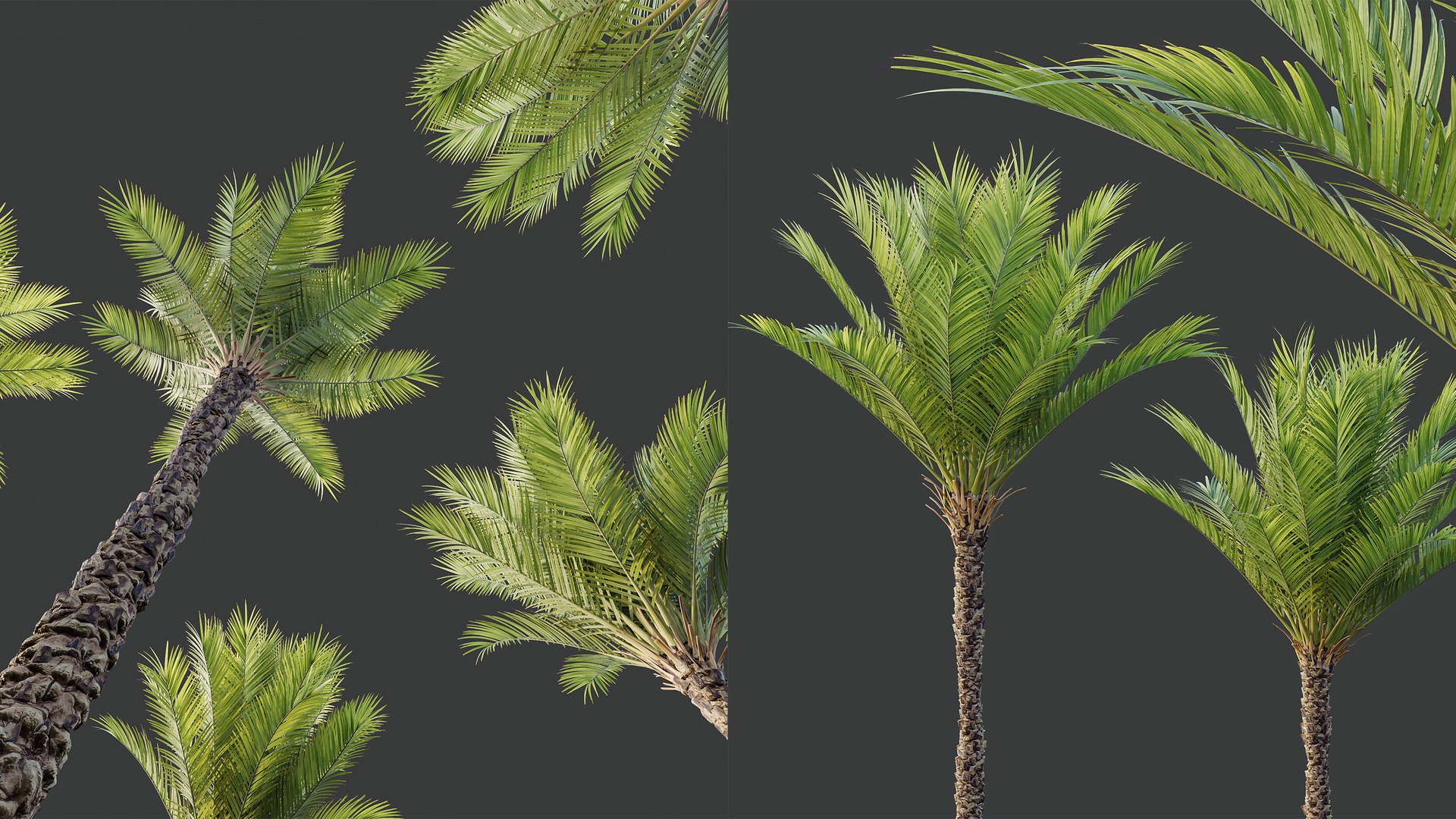 AV Phoenix Dactylifera Date Jurassic Palm Tree And Ash Maple Tree 3D ...