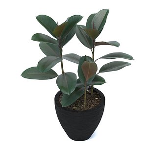ficus elastica model