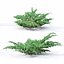 3D model Juniperus squamata Meyeri 01