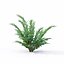 3D model Juniperus squamata Meyeri 01