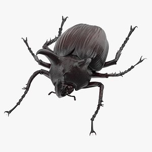 rhinoceros beetle rigged - c4d