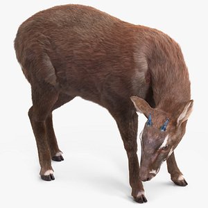 Saola Eating Pose Fur