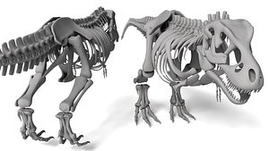 Tyrannosaurus Rex Skeleton 3D Model