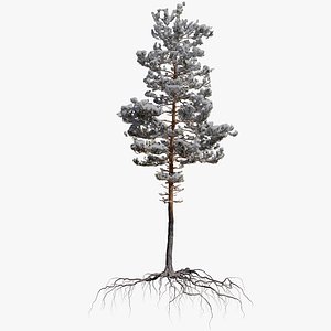 winter pine tree 10 model