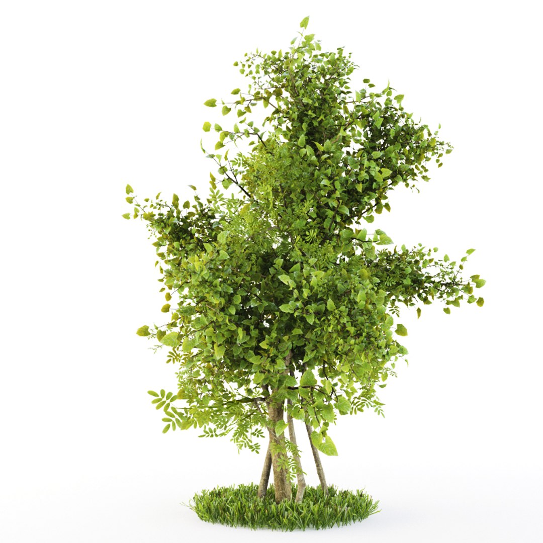 bush plexus 3d model https://p.turbosquid.com/ts-thumb/Yb/T7RKaB/FcklBOG7/4/jpg/1489826485/1920x1080/fit_q87/55317e3d91a7f670bf584e9f6ce2524d7a3d9cfe/4.jpg