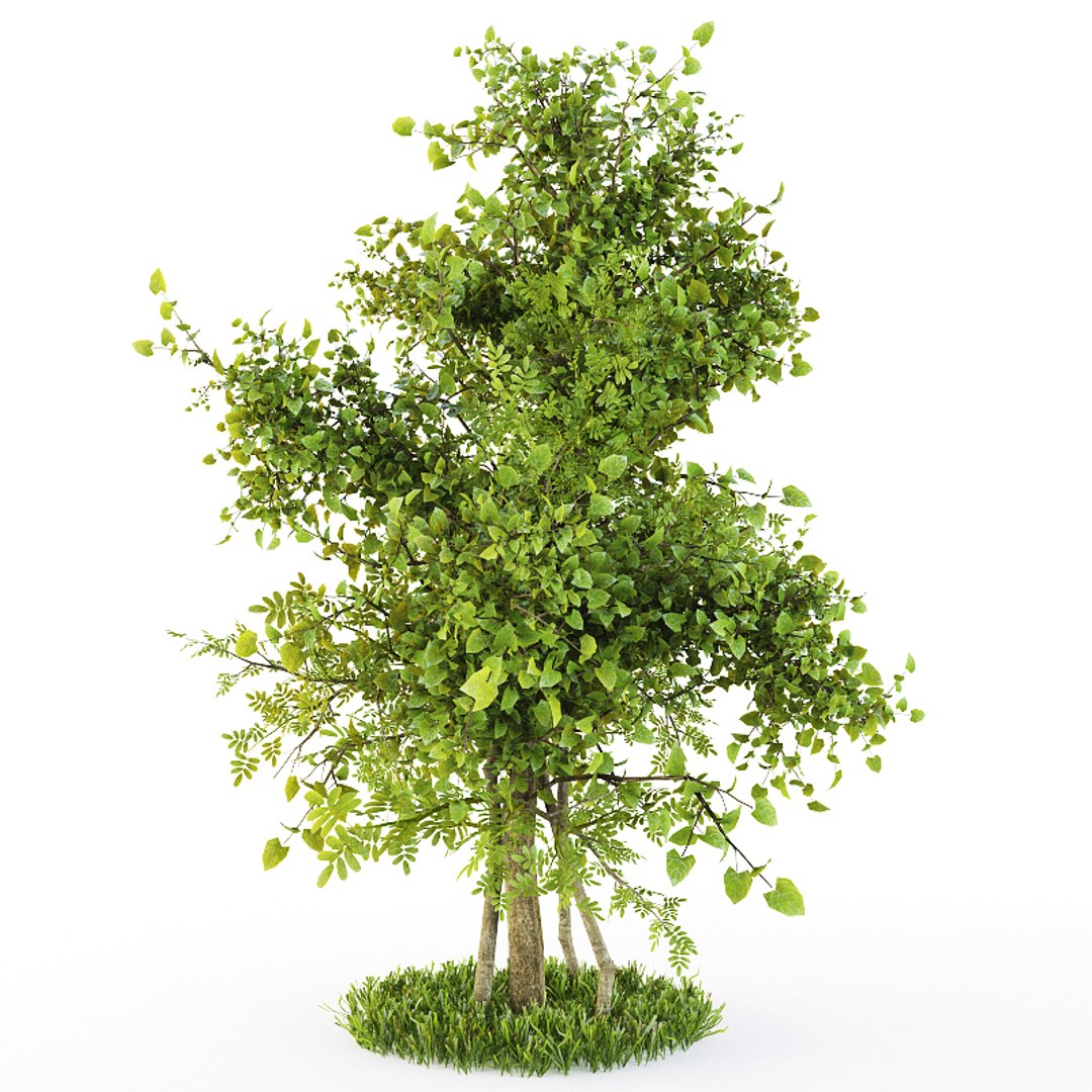 bush plexus 3d model https://p.turbosquid.com/ts-thumb/Yb/T7RKaB/HWxbXJEm/1/jpg/1489826485/1920x1080/fit_q87/cfed7e8e5831a509ff5638e977c691b3199e13fe/1.jpg