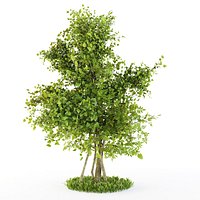 Bushes plexus