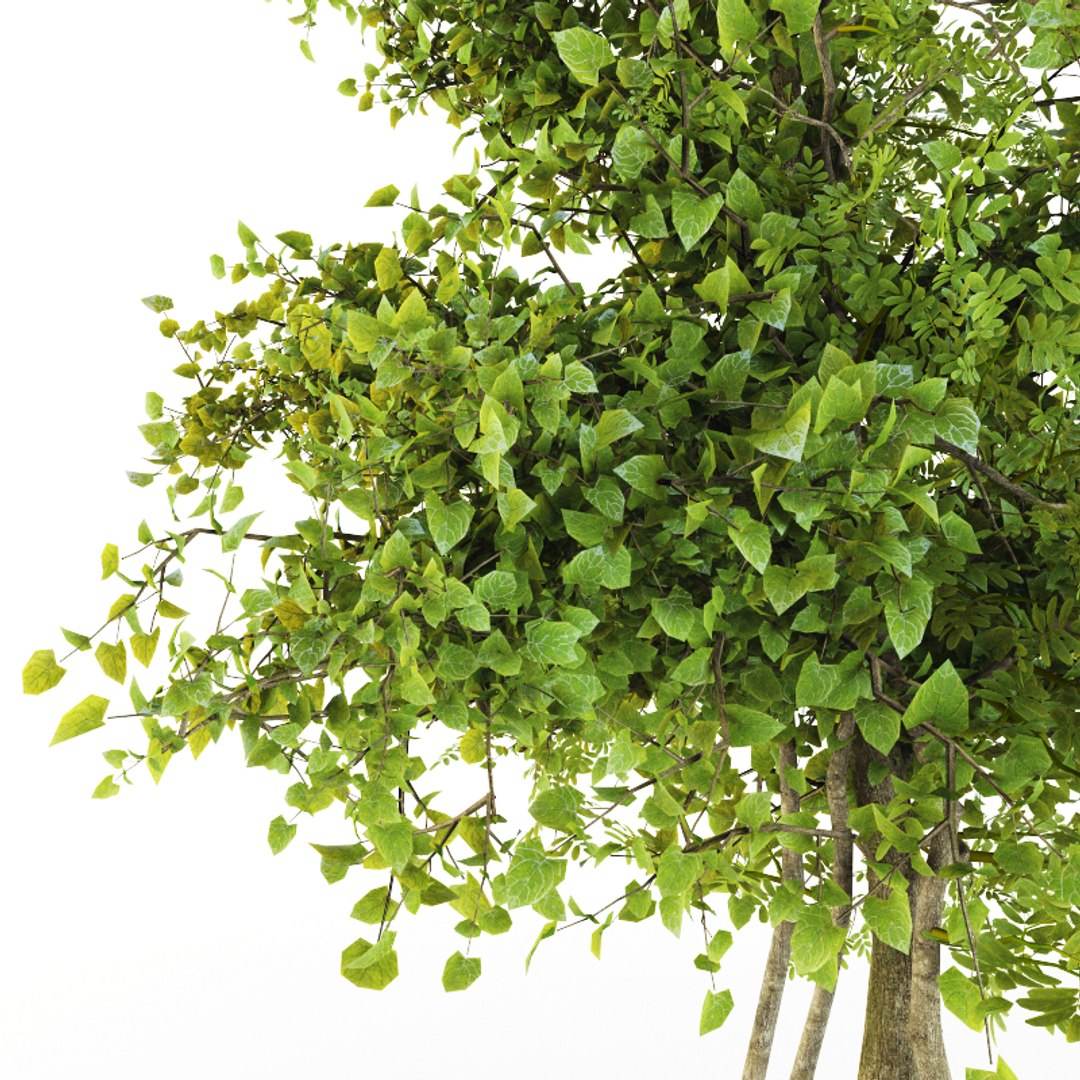 bush plexus 3d model https://p.turbosquid.com/ts-thumb/Yb/T7RKaB/cncIIsc7/6/jpg/1489826485/1920x1080/fit_q87/877eac93b214564f15e6737fd2e1ec5cf82ae9f6/6.jpg
