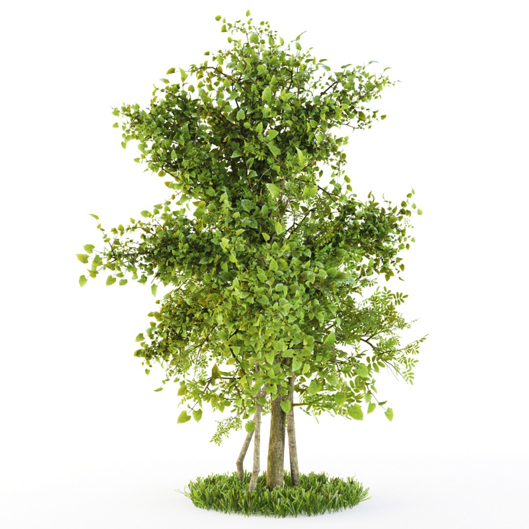 bush plexus 3d model https://p.turbosquid.com/ts-thumb/Yb/T7RKaB/fi7qJLV5/3/jpg/1489826485/1920x1080/fit_q87/dc09ddad1329e6ec812c28ea1671ac5e50e9e4af/3.jpg