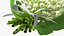 Lily of the Valley Bouquet