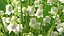 Lily of the Valley Bouquet