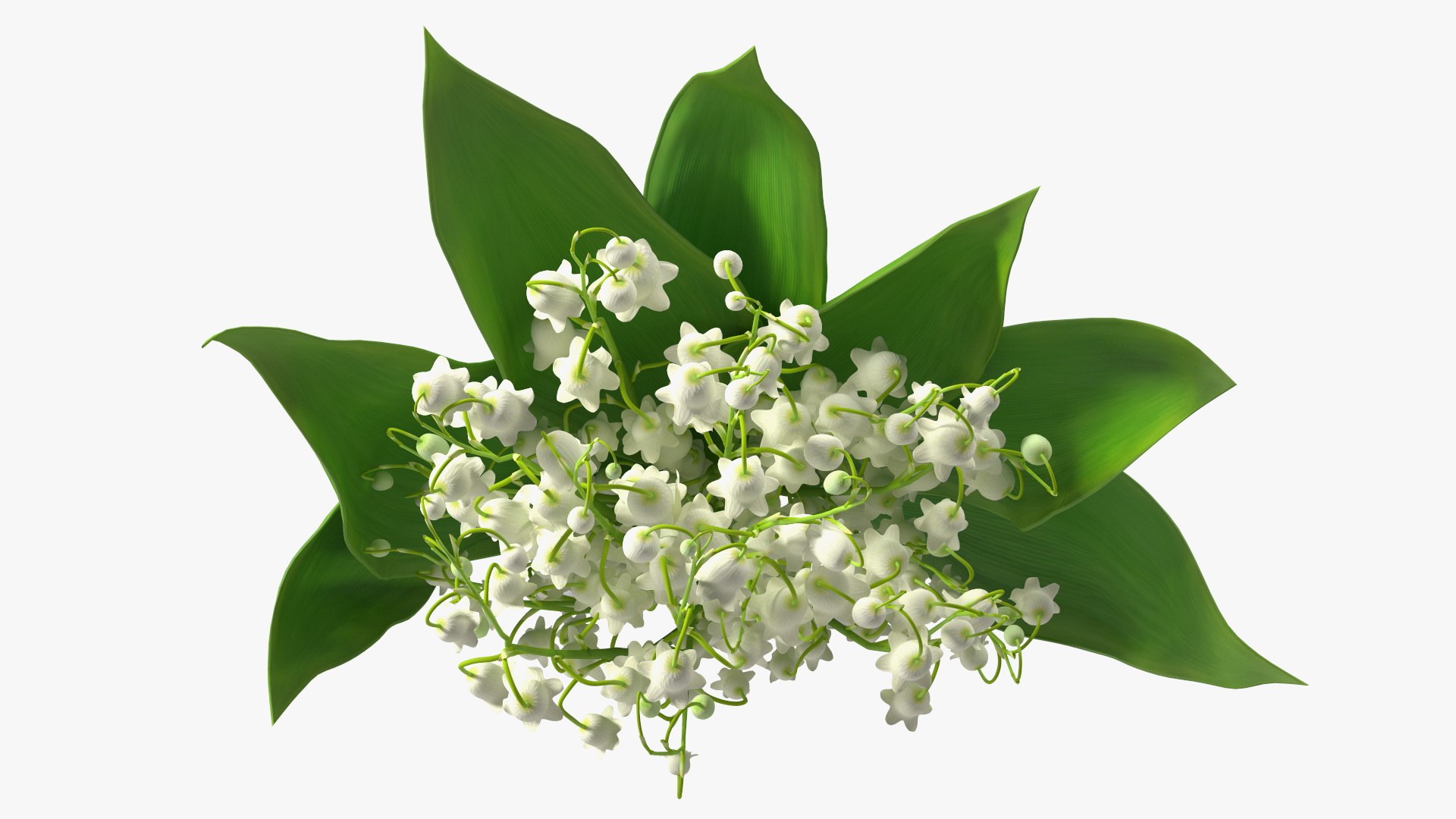 Lily of the Valley Bouquet 3D https://p.turbosquid.com/ts-thumb/Yb/W4R1Fn/Dy/lilyofthevalleybouquet3dsmodel008/jpg/1654092228/1920x1080/fit_q87/e920c5c003e0d40009732ee8519044ec2d8631a8/lilyofthevalleybouquet3dsmodel008.jpg