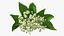 Lily of the Valley Bouquet