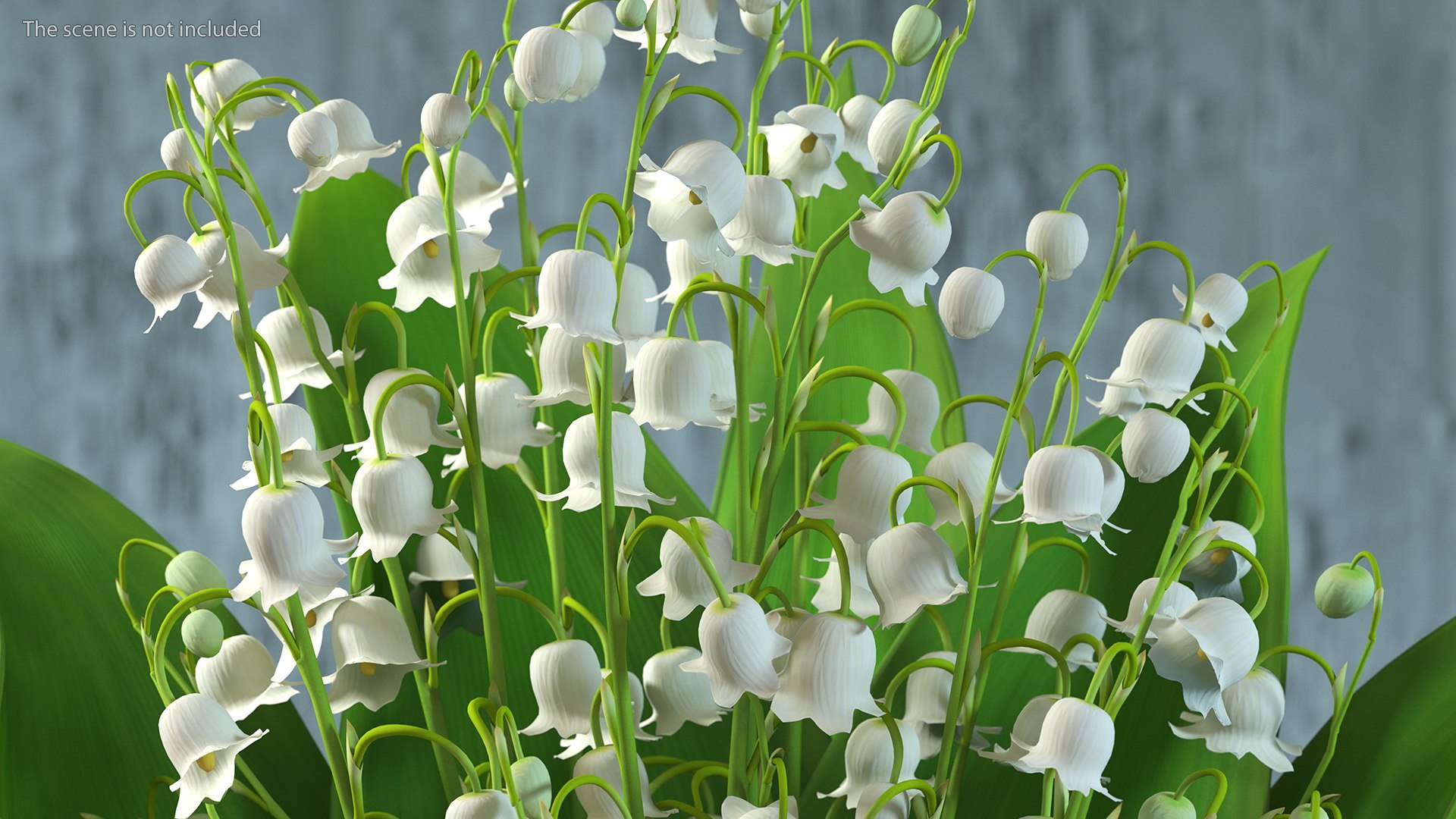 Lily of the Valley Bouquet 3D https://p.turbosquid.com/ts-thumb/Yb/W4R1Fn/IA/lilyofthevalleybouquet3dsmodel004/jpg/1654092213/1920x1080/fit_q87/8c81126d809ad6d8aff6ef7415cdac871c831228/lilyofthevalleybouquet3dsmodel004.jpg