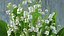 Lily of the Valley Bouquet