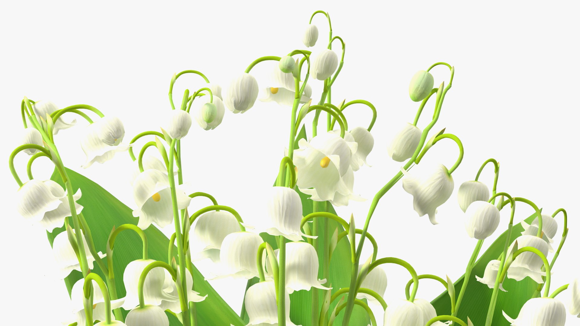 Lily of the Valley Bouquet 3D https://p.turbosquid.com/ts-thumb/Yb/W4R1Fn/pv/lilyofthevalleybouquet3dsmodel015/jpg/1654092255/1920x1080/fit_q87/dbc3fa85003aeb23927043ec33f4db70b600ee27/lilyofthevalleybouquet3dsmodel015.jpg