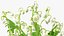 Lily of the Valley Bouquet
