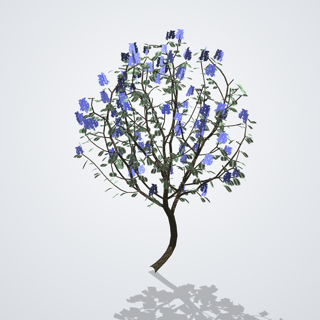 3D Blue Jacaranda Tree - Jacaranda mimosifolia https://p.turbosquid.com/ts-thumb/Yb/hlA1TK/Tr/jacarandamimosifolia_02_side_right/png/1790120291/1920x1080/fit_q87/2e98248b044d30ef464d7d806f534c35f443ca11/jacarandamimosifolia_02_side_right.jpg