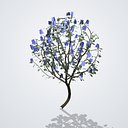 Blue Jacaranda Tree - Jacaranda mimosifolia
