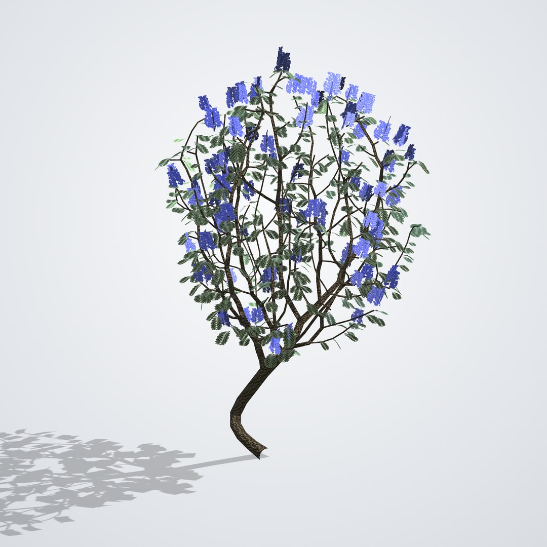 3D Blue Jacaranda Tree - Jacaranda mimosifolia https://p.turbosquid.com/ts-thumb/Yb/hlA1TK/wo/jacarandamimosifolia_03_back/png/1790120292/1920x1080/fit_q87/c6a0dcb318e5ed4c2b4e2b4e8b1538c899c56800/jacarandamimosifolia_03_back.jpg