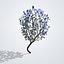 Голубая жакаранда (Jacaranda mimosifolia)