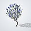 Голубая жакаранда (Jacaranda mimosifolia)