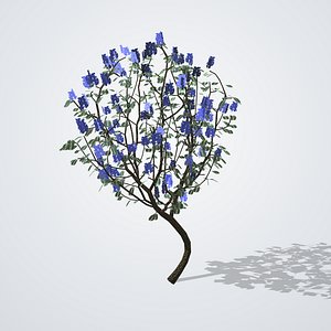 Blue Jacaranda Tree - Jacaranda mimosifolia