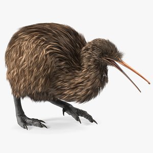 3D model Kiwi Bird Walk Pose Fur