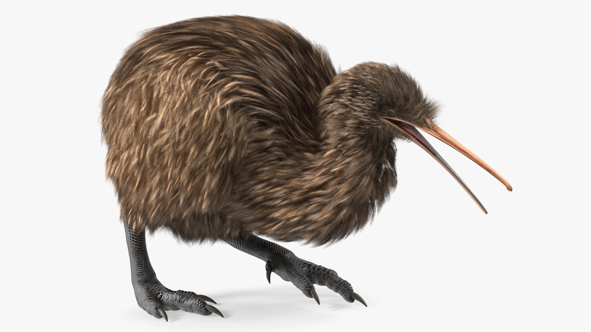 Kiwi Bird Walk Pose Fur 3D model preview