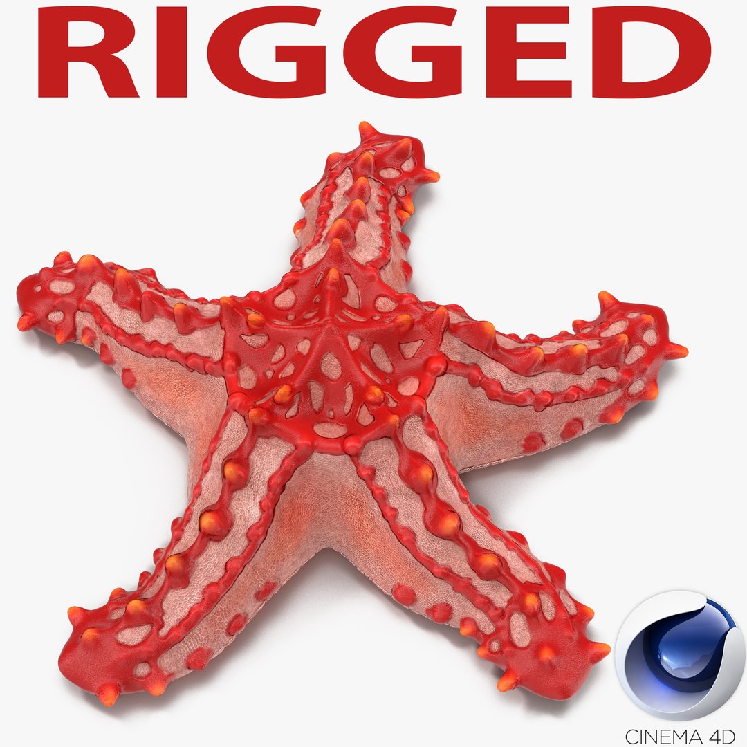 Red Knobbed Starfish Rigged for Cinema 4D 3D model preview