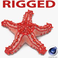 Red Knobbed Starfish Rigged for Cinema 4D