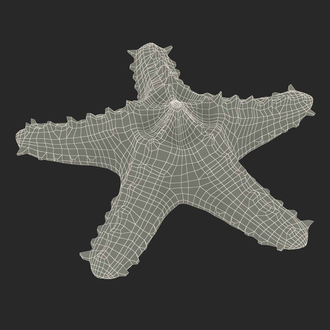 3d red knobbed starfish rigged https://p.turbosquid.com/ts-thumb/Yb/iz7Gfp/G7q6Lbib/redknobbedstarfishriggedcinema4d3dmodel18/jpg/1480963257/1920x1080/fit_q87/dd5a1a7bea5c9e1d3c60ebca6c6a868036f93586/redknobbedstarfishriggedcinema4d3dmodel18.jpg