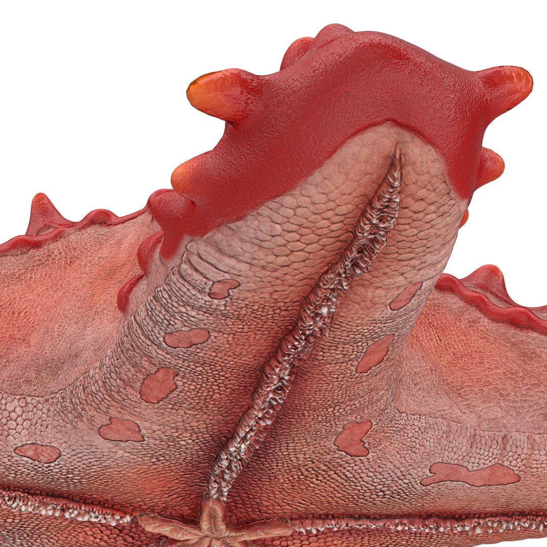 3d red knobbed starfish rigged https://p.turbosquid.com/ts-thumb/Yb/iz7Gfp/IL2EL6BT/redknobbedstarfishriggedcinema4d3dmodel11/jpg/1480963257/1920x1080/fit_q87/082cb302e0ccb288a81975ca1ae47d937bbe48e4/redknobbedstarfishriggedcinema4d3dmodel11.jpg