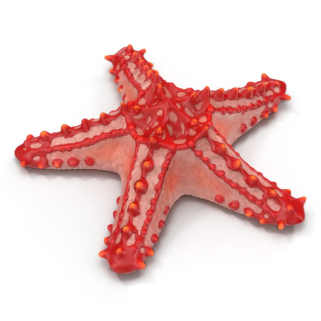 3d red knobbed starfish rigged