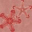 Red Knobbed Starfish Rigged for Cinema 4D