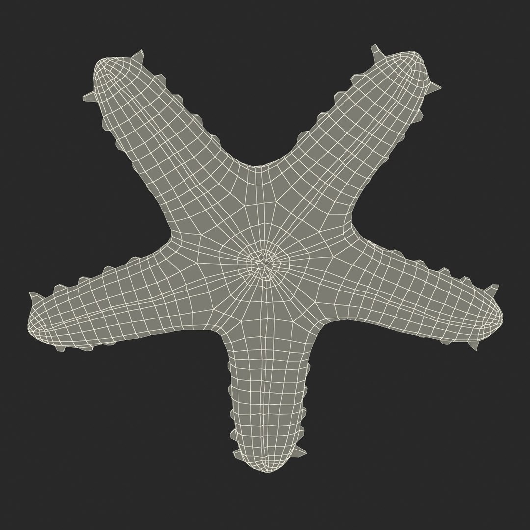 3d red knobbed starfish rigged https://p.turbosquid.com/ts-thumb/Yb/iz7Gfp/VJGqn1b8/redknobbedstarfishriggedcinema4d3dmodel19/jpg/1480963257/1920x1080/fit_q87/0ecb126372b86627c5fd708d1b85057a544f9996/redknobbedstarfishriggedcinema4d3dmodel19.jpg