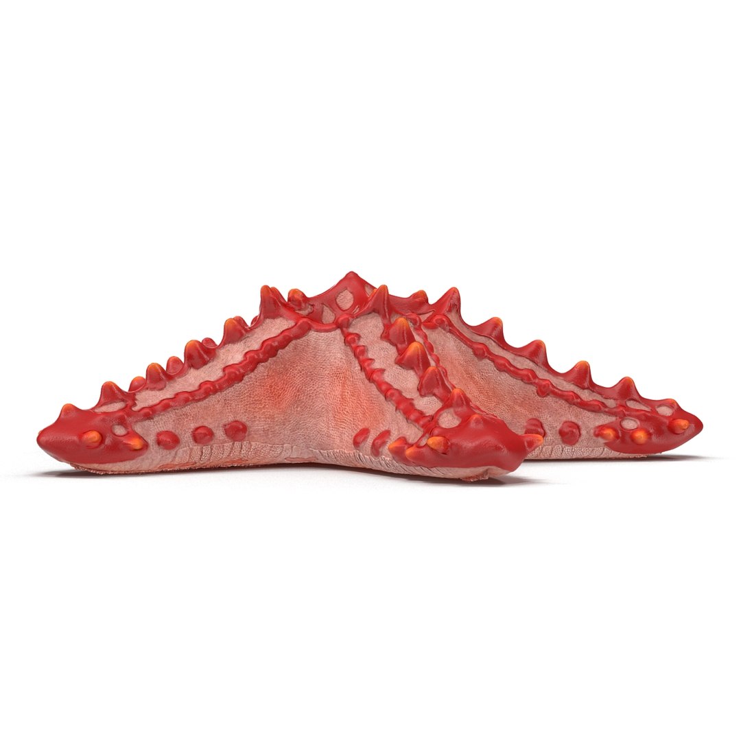 3d red knobbed starfish rigged https://p.turbosquid.com/ts-thumb/Yb/iz7Gfp/ZwfcbxXk/redknobbedstarfishriggedcinema4d3dmodel03/jpg/1480963257/1920x1080/fit_q87/5d2122d071ee58d516be38da57abe754977b540d/redknobbedstarfishriggedcinema4d3dmodel03.jpg