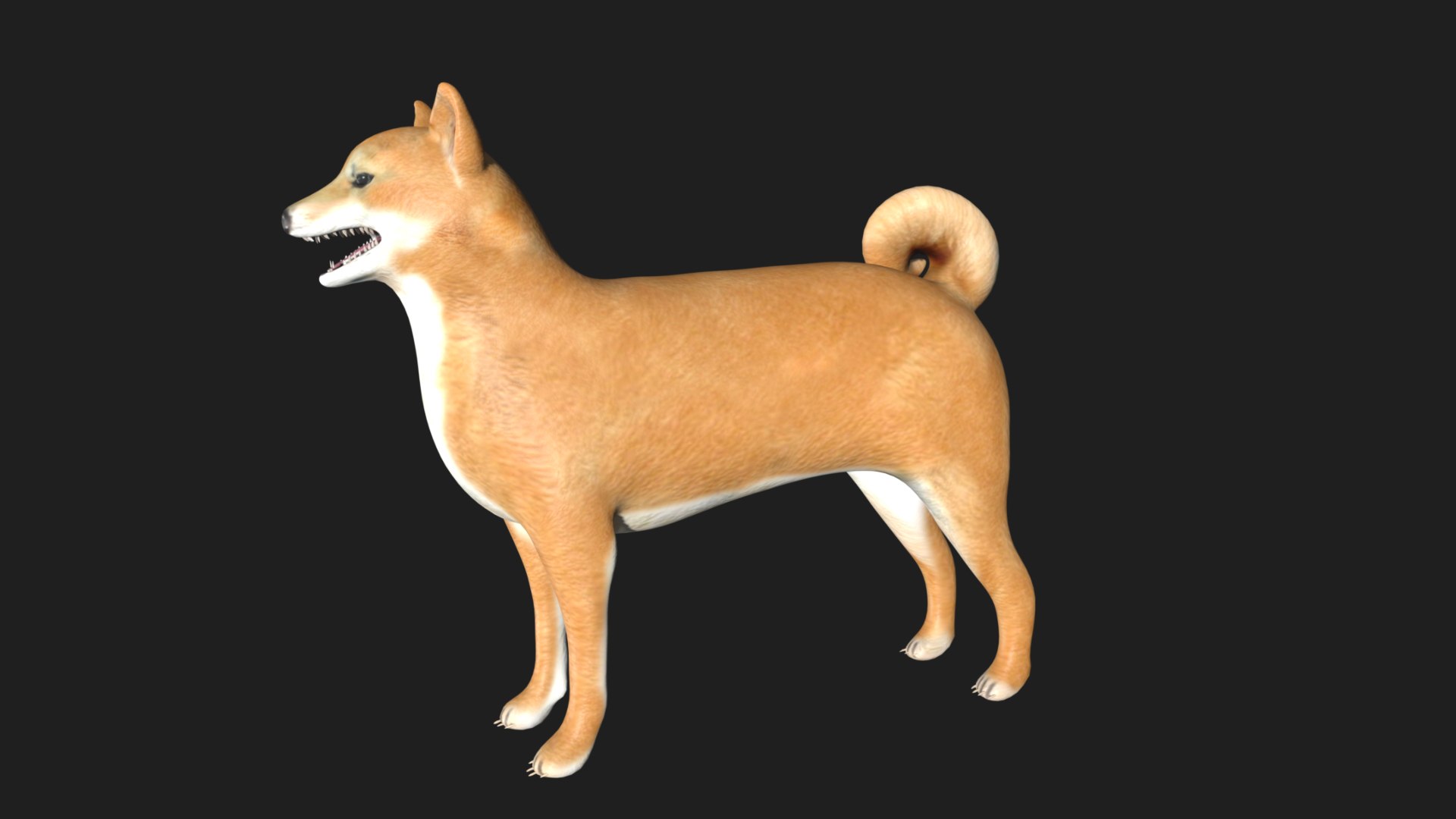 3D Shiba Inu Model - TurboSquid 1773529