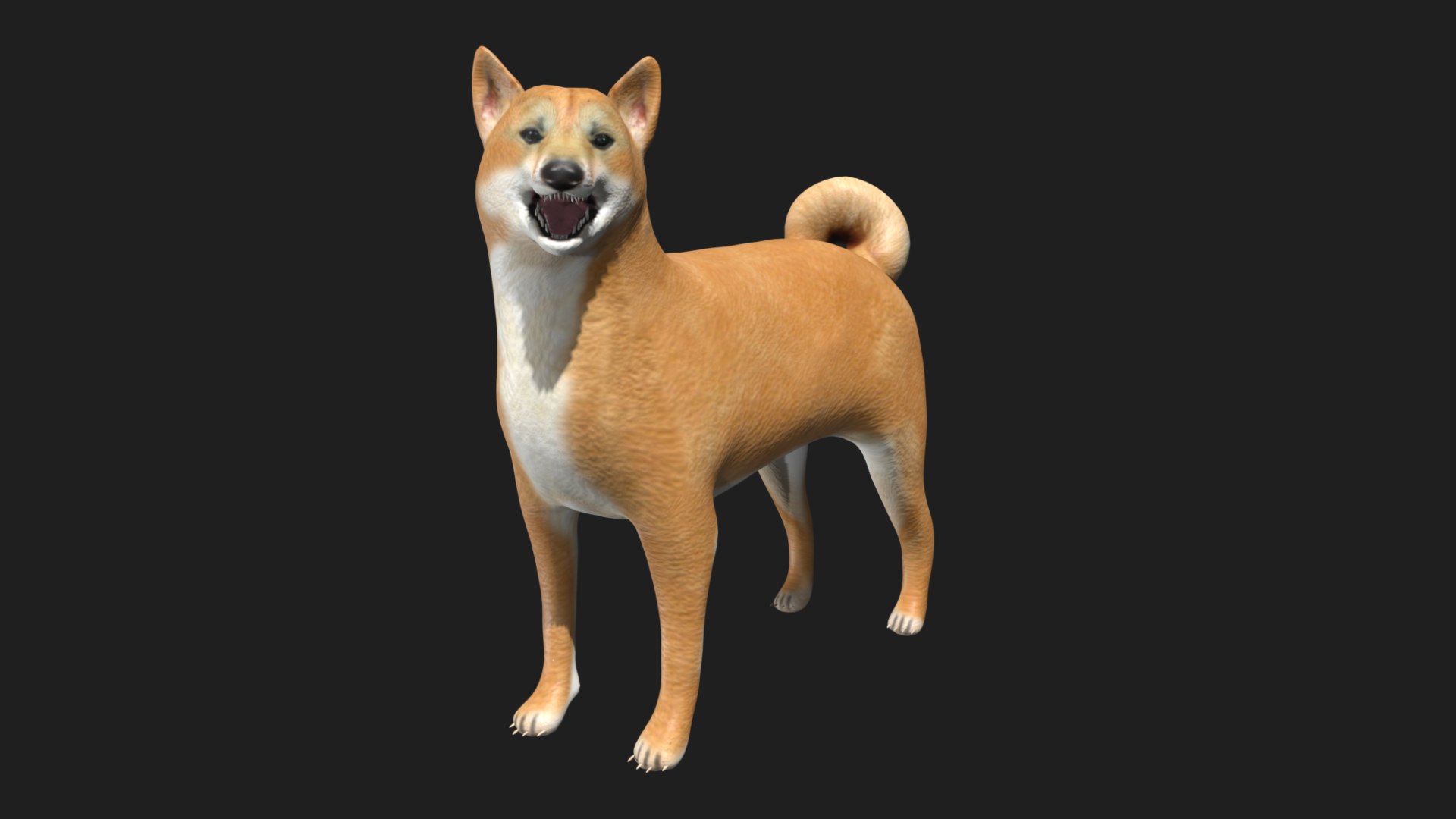 3D Shiba Inu Model - TurboSquid 1773529