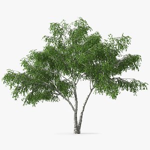 Silver Birch Green Tree 3D