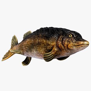 Fantasy Fish 05 - Aqua Life - Water Underwater Creature - 33 3D