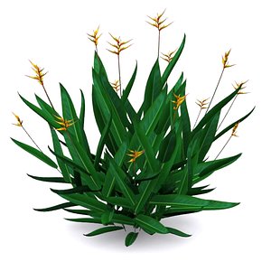 Heliconia psittacorum