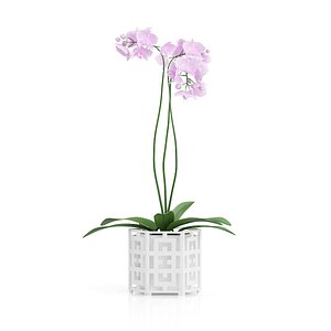pink orchid flower hexagonal 3d max