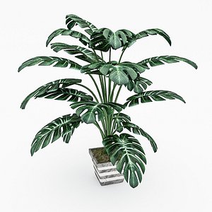 3D monstera leaves