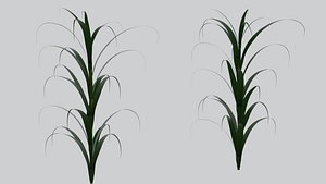 3D Sugarcane