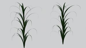 Sugarcane