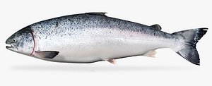 Atlantic Salmon